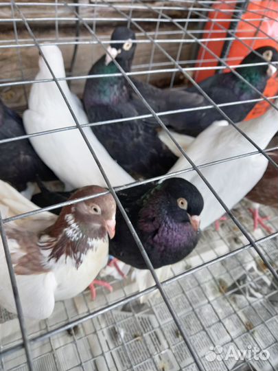 Продажа голубей