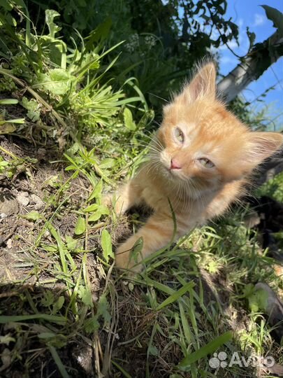 Котята в добрые руки мальчик