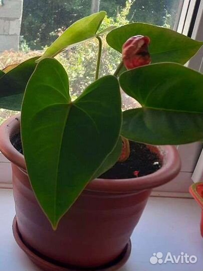 Антуриум (мужской цветок) Приносит счастье, достат
