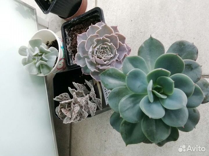 Суккуленты, эхеверии кубик фрост