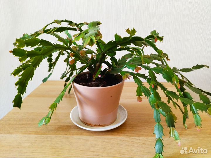 Цветок домашний декабрист