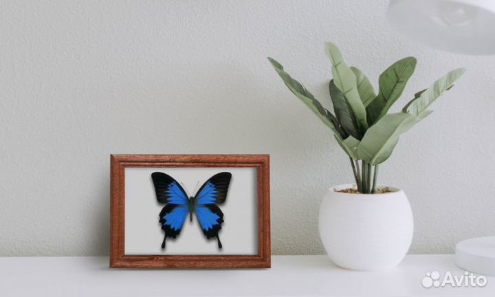 Бабочки в рамке