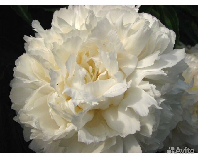 Пион молочноцветковый Shirley Temple