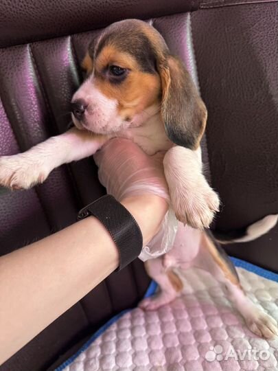 Щенки бигль