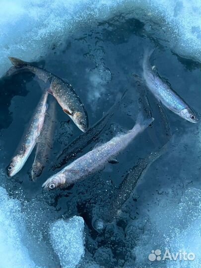 Зимняя рыбалка с гидом