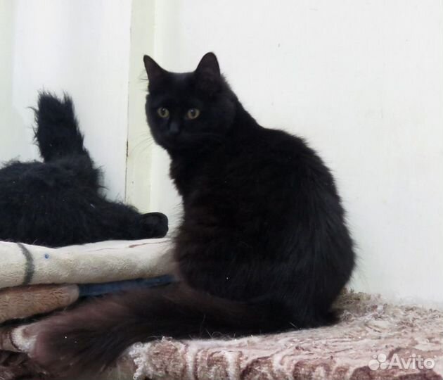 Ника - активная пантера в добрые ручки