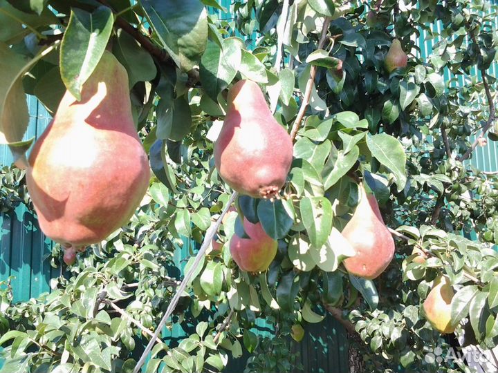 Саженцы груши