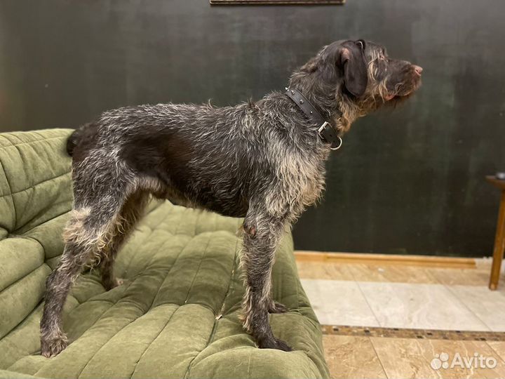 Оставили в электричке.собака в дар в добрые руки