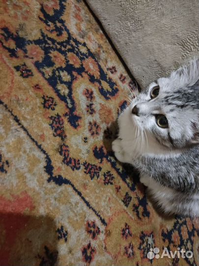 Найдена кошка