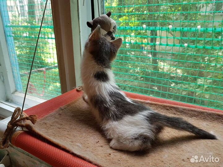 Ласковый котенок в добрые руки