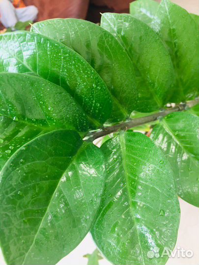 Замиокулькас