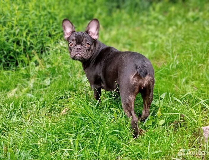 Французский бульдог щенки девочка