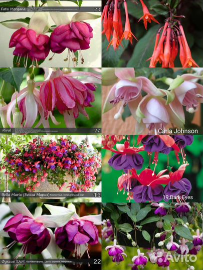 Фуксии набором