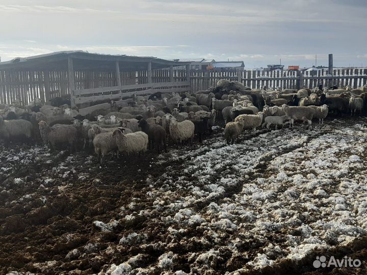 Курдючные бараны жирохвостые оптом и в розницу