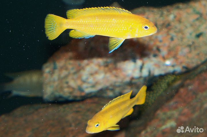 Цихлида Меланохромис Йохани