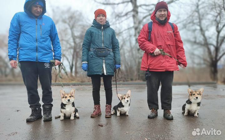 Академия Умных лап.Хендлинг.Дрессировка