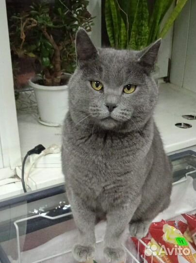 Котик в добрые руки