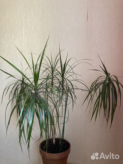 Драцена 1,5 м в глиняном горшке