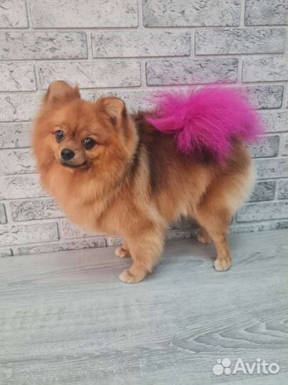 Стрижка собак