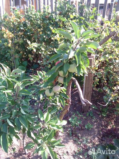 Саженцы :Малина,смородина,слива(терн), и