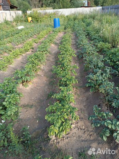 Семенной картофель