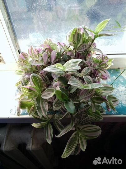 Традесканция нанук