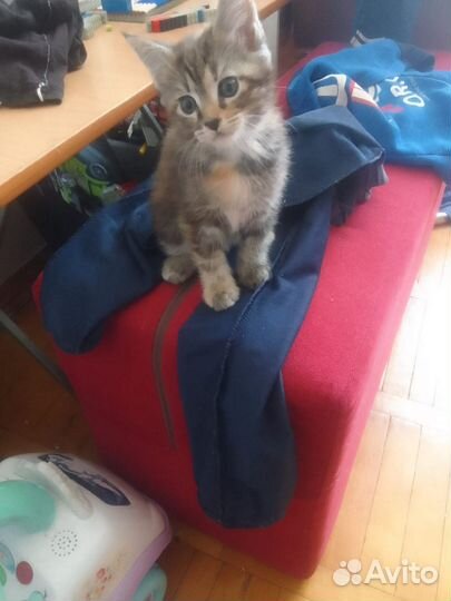 Кошка мейкун