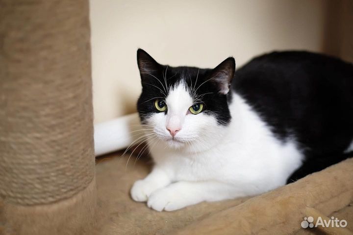 Котик из приюта в добрые руки