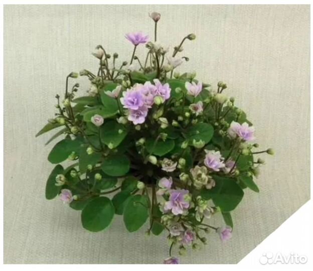 Фиалка ампельная kissaway trail