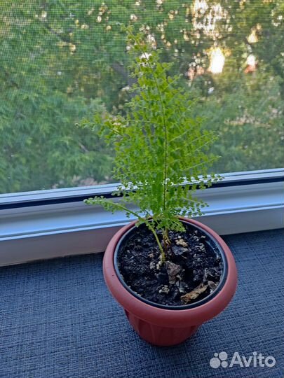 Разные цветы