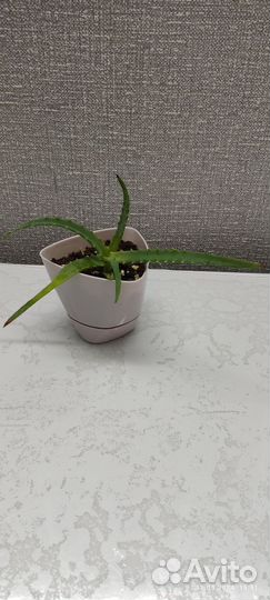 Толстянка, алоэ