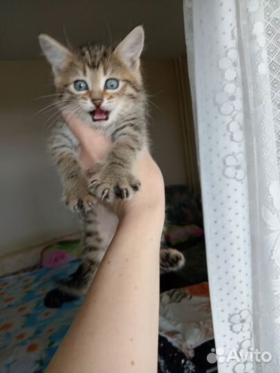 Отдам котенка в добрые руки