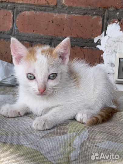 Котята бесплатно