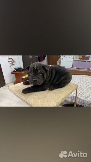 Мини шарпей