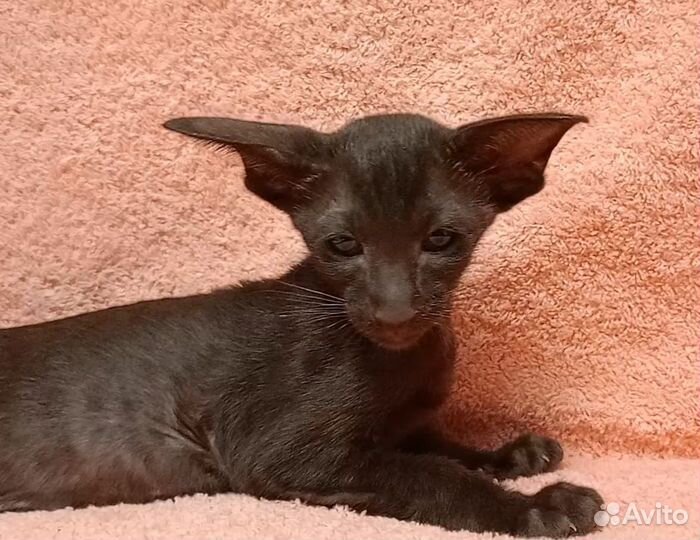 Ориентальная