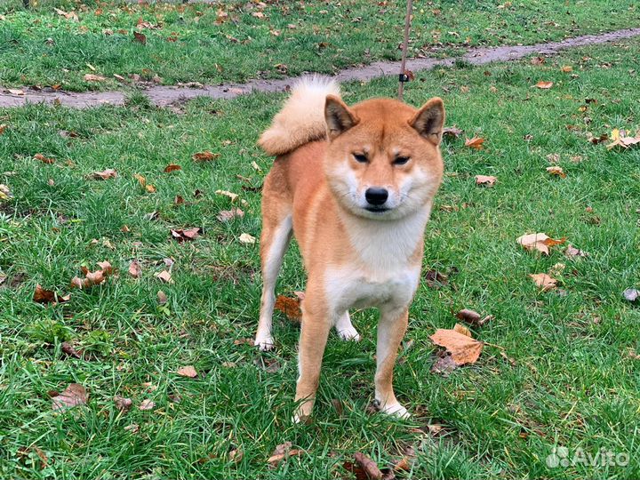 Сиба-Ину Вязка