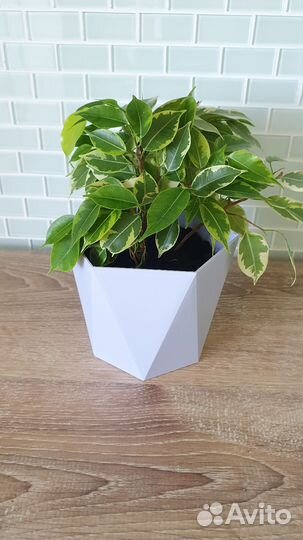 Фикус бенджамина пестролистный