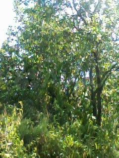 Участок 8 сот. (ИЖС)