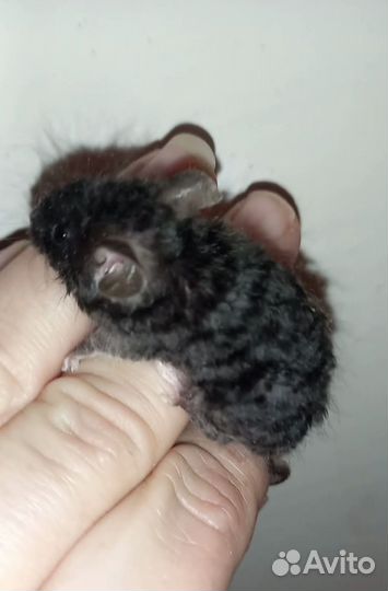 Мышки тексели,кудрявые мыши