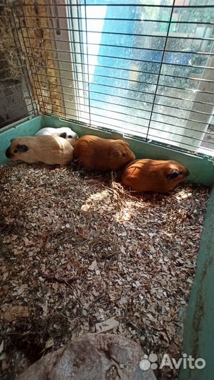 Морская свинка