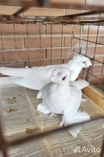 Голуби Гульбадам