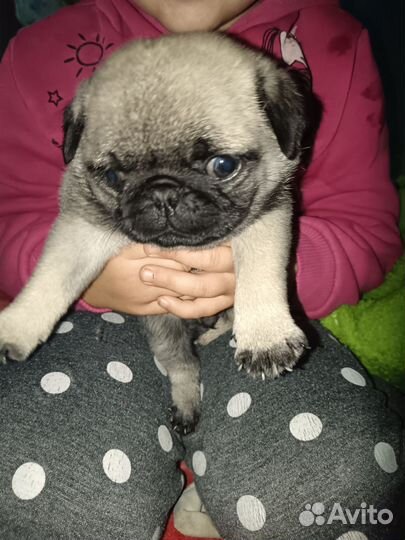 Мопсы продажа