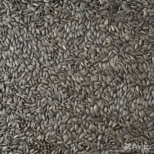 Семечки подсолнечника масличного