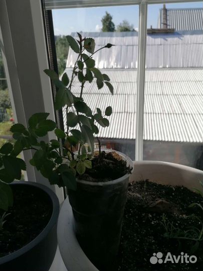 Почвопокровные розы