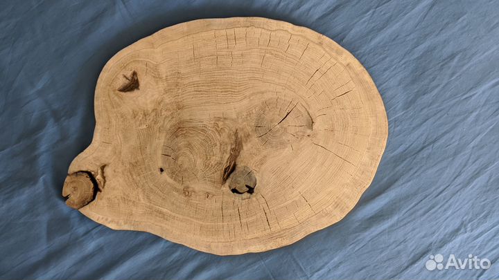 Спилы срезы дуба и берёзы