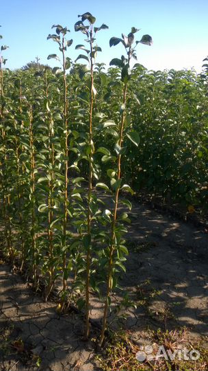 Саженцы плодовых деревьев розы, туи