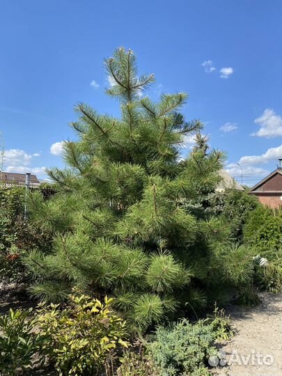 Крымская сосна