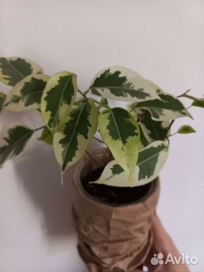 Комнатные растения