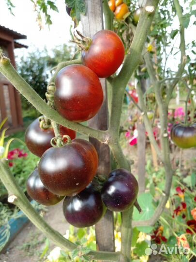 Семена томатов с антоцианом (часть1)