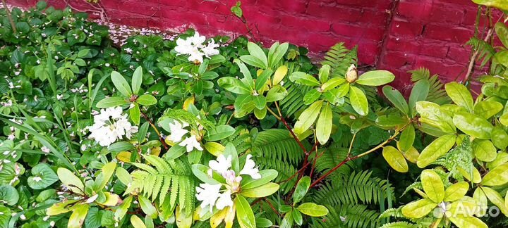 Саженцы рододендрона